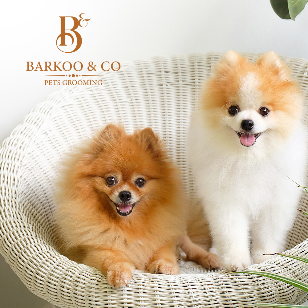 Barkoo & Co